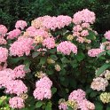 Hydrangea serrata